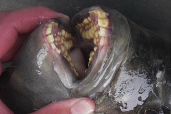 Зубы Рыб Фото
