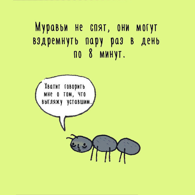 муравей