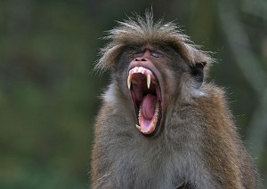 Фото сонной обезьяны