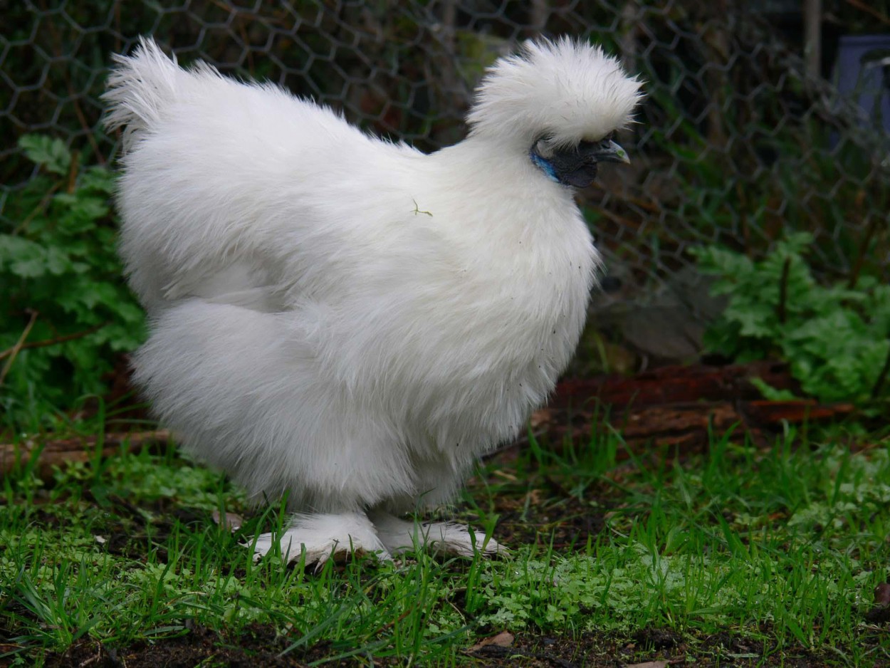 Белые курицы с прической