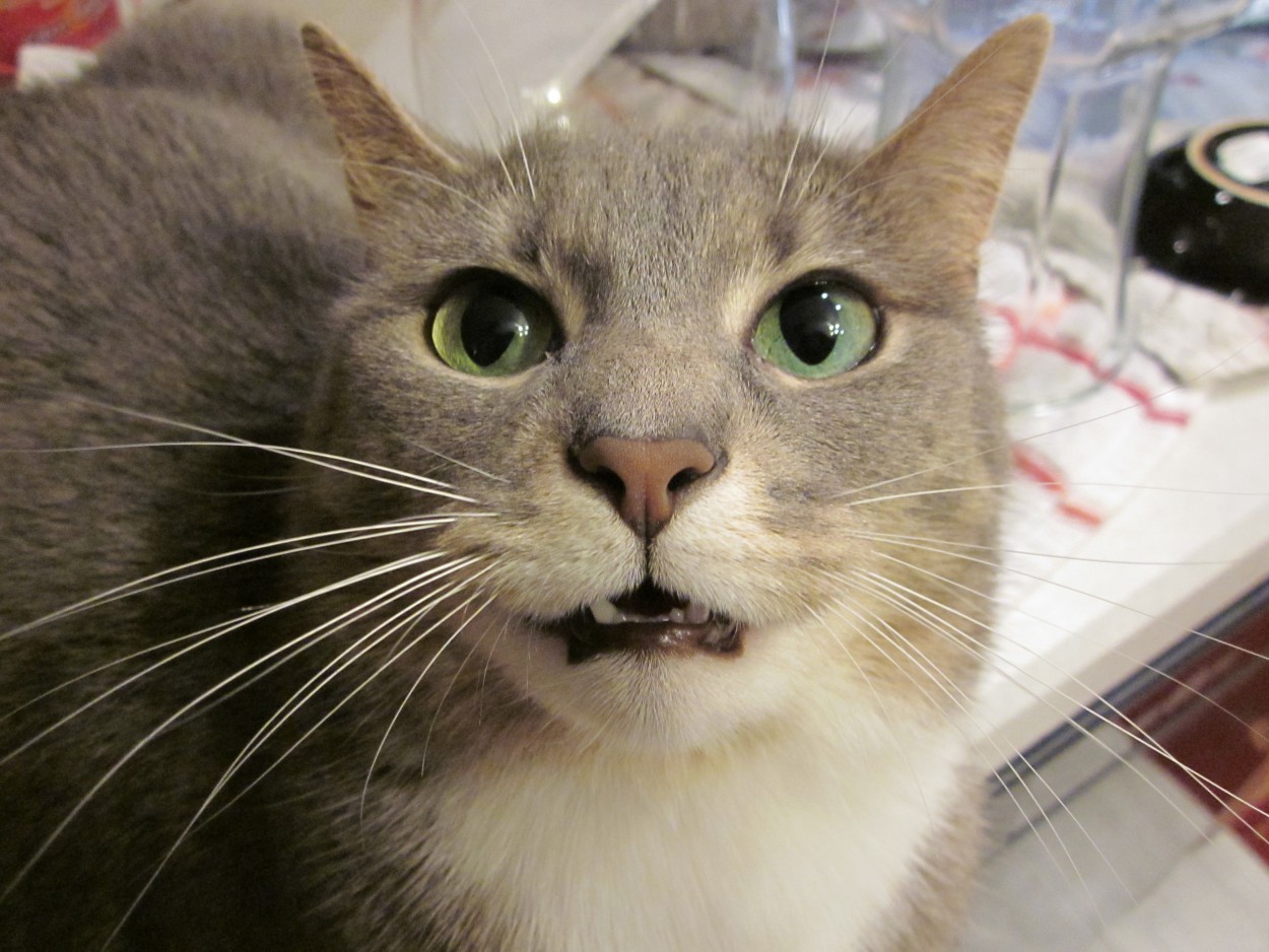 Кот с приоткрытым ртом