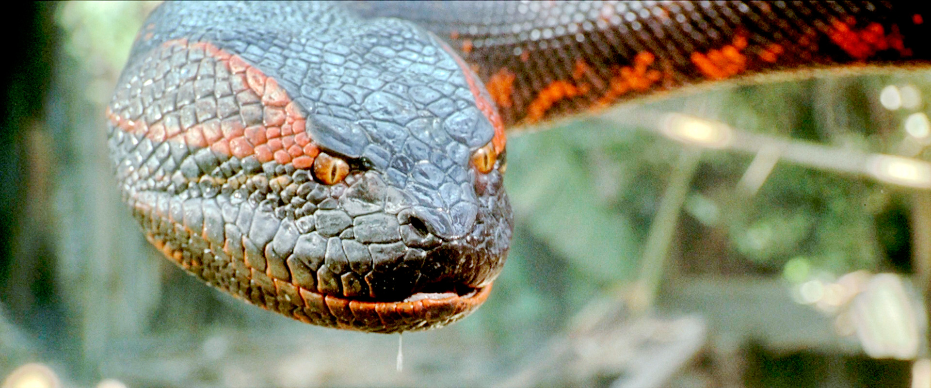 Голова гигантской змеи