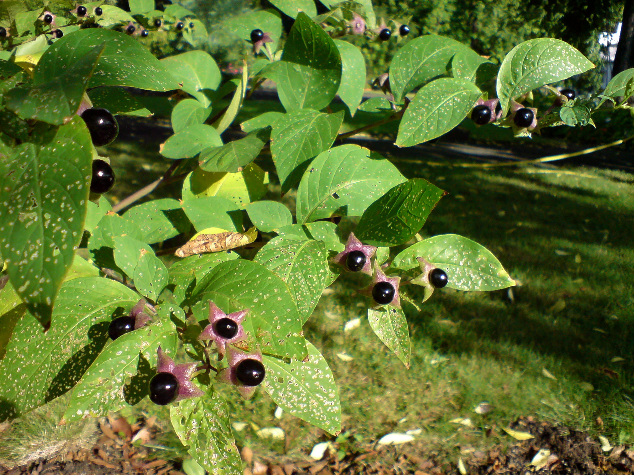 Красавка обыкновенная – Atropa Belladonna