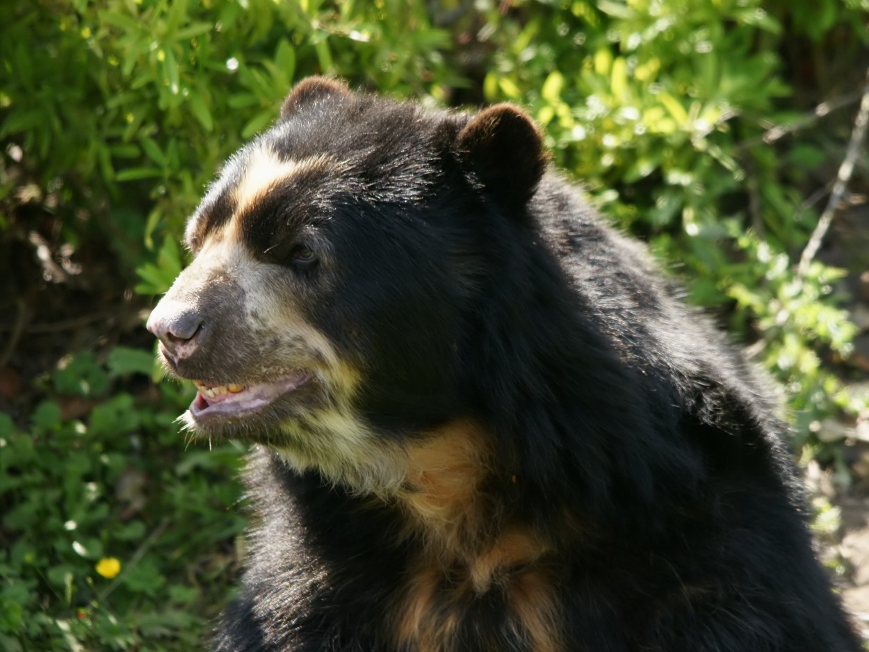 Малайский медведь губач
