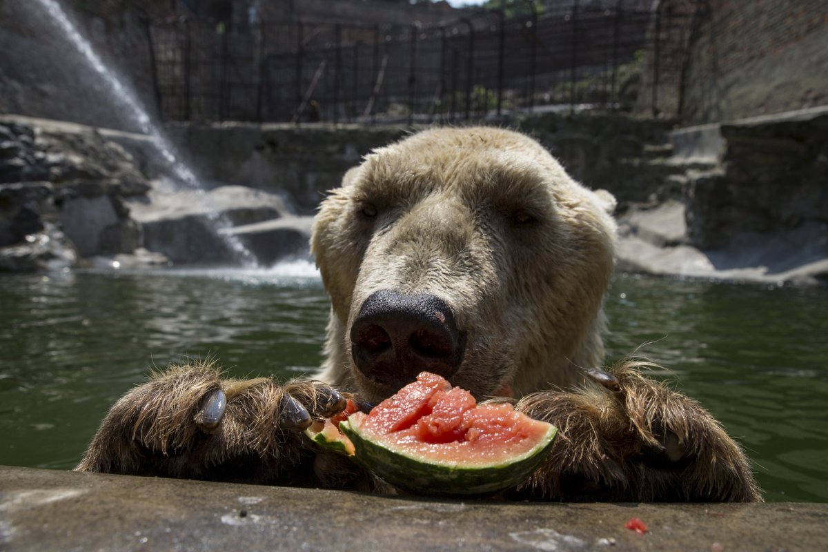Что едят медведи