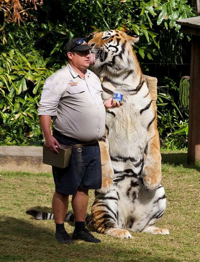 Огромный тигр