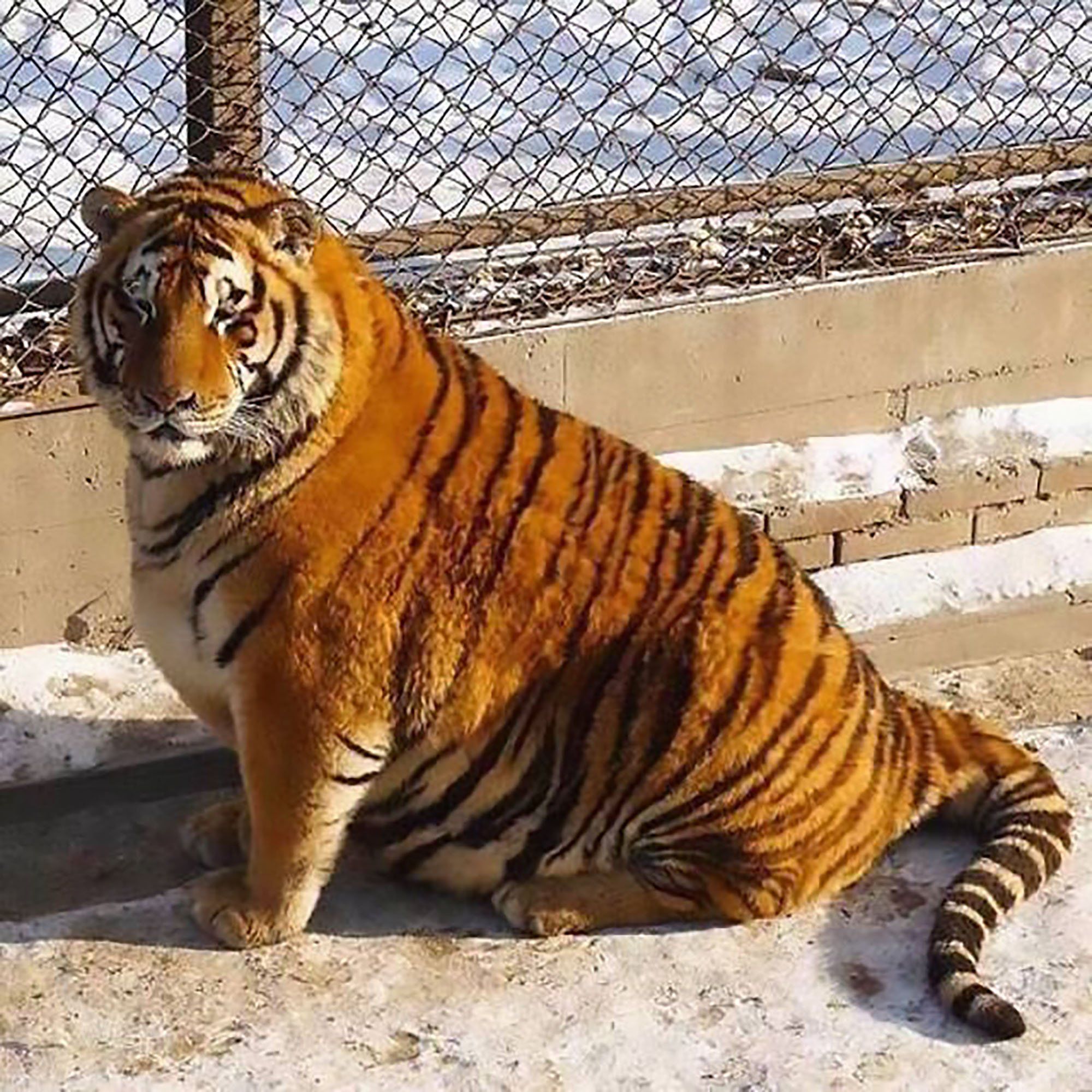 Разжиревшие Амурские тигры