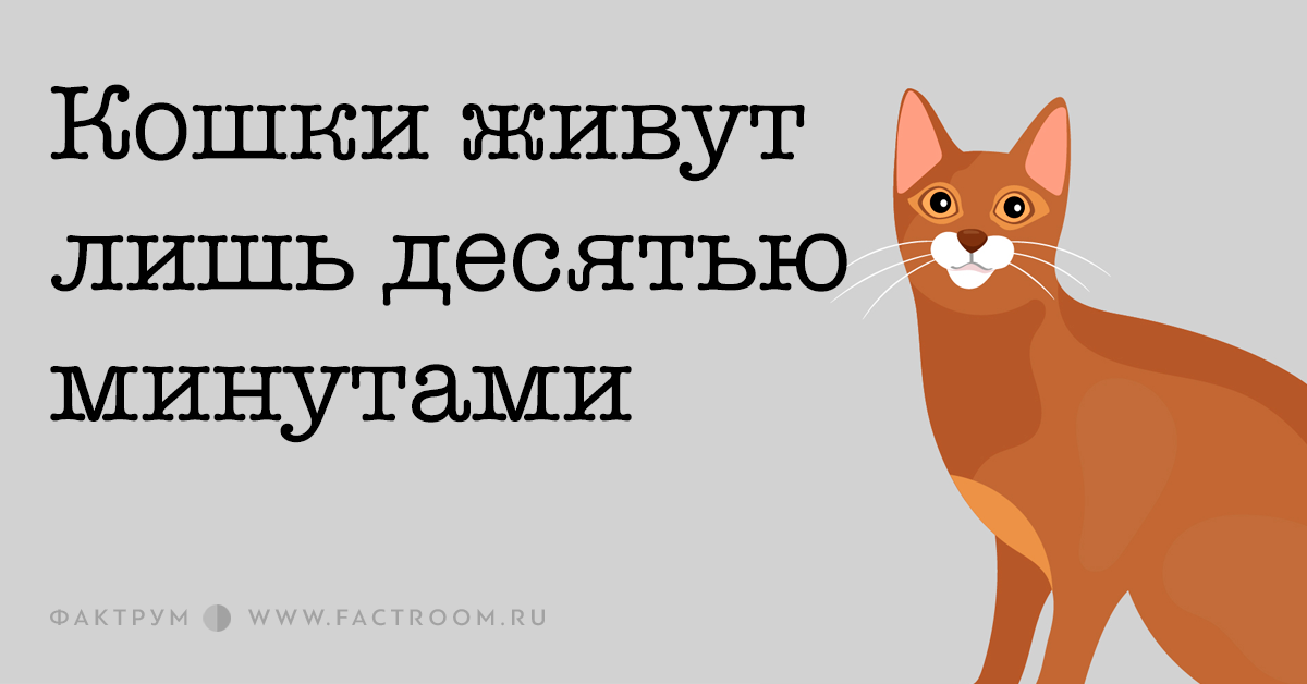 Кошка минут. Выражения про ум кошек. Что нужно знать начинающему котовладельцу.