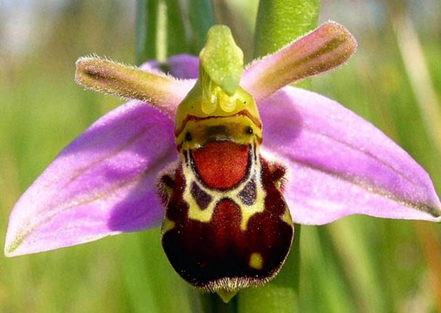 Орхидные Офрис