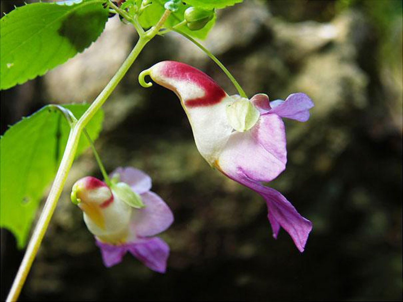 Орхидея Impatiens psittacina