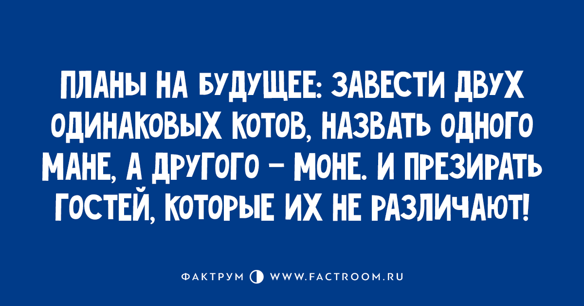 Заведи 2. Смешные планы на будущее. Анекдот про планы на будущее. Планы на будущее завести двух одинаковых. Планы на будущее завести двух одинаковых котов.