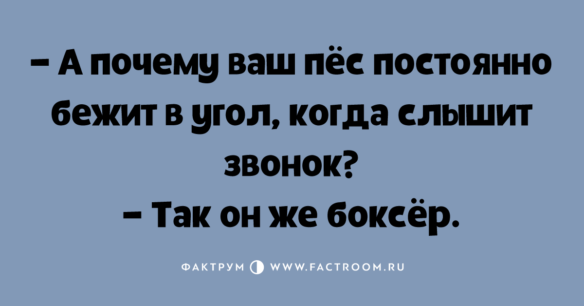 Я люблю собак всегда готов