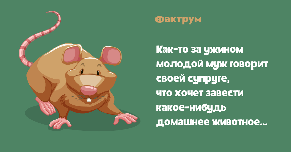 боязнь грызунов. как-то за ужином молодой муж говорит своей супруге. . 