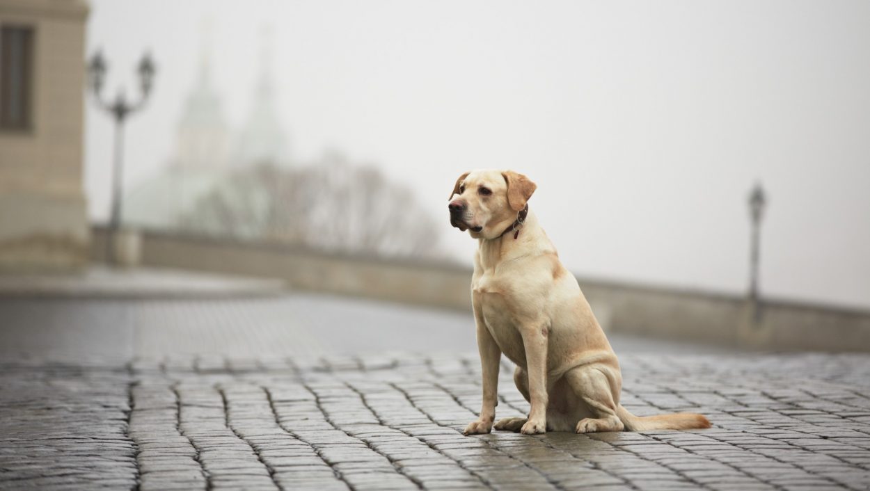 собака на мосту