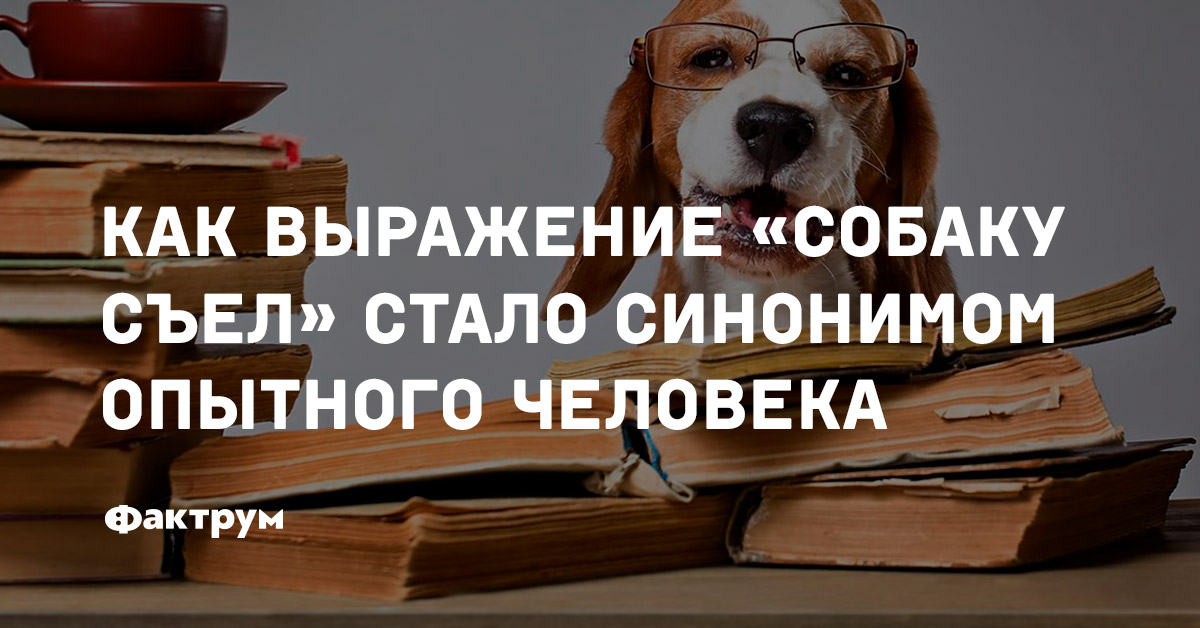 Словосочетание собаку. Выражение собаку съел. Откуда выражение собаку съел. Собаку съел синонимы. Выражение собаку съел что означает.