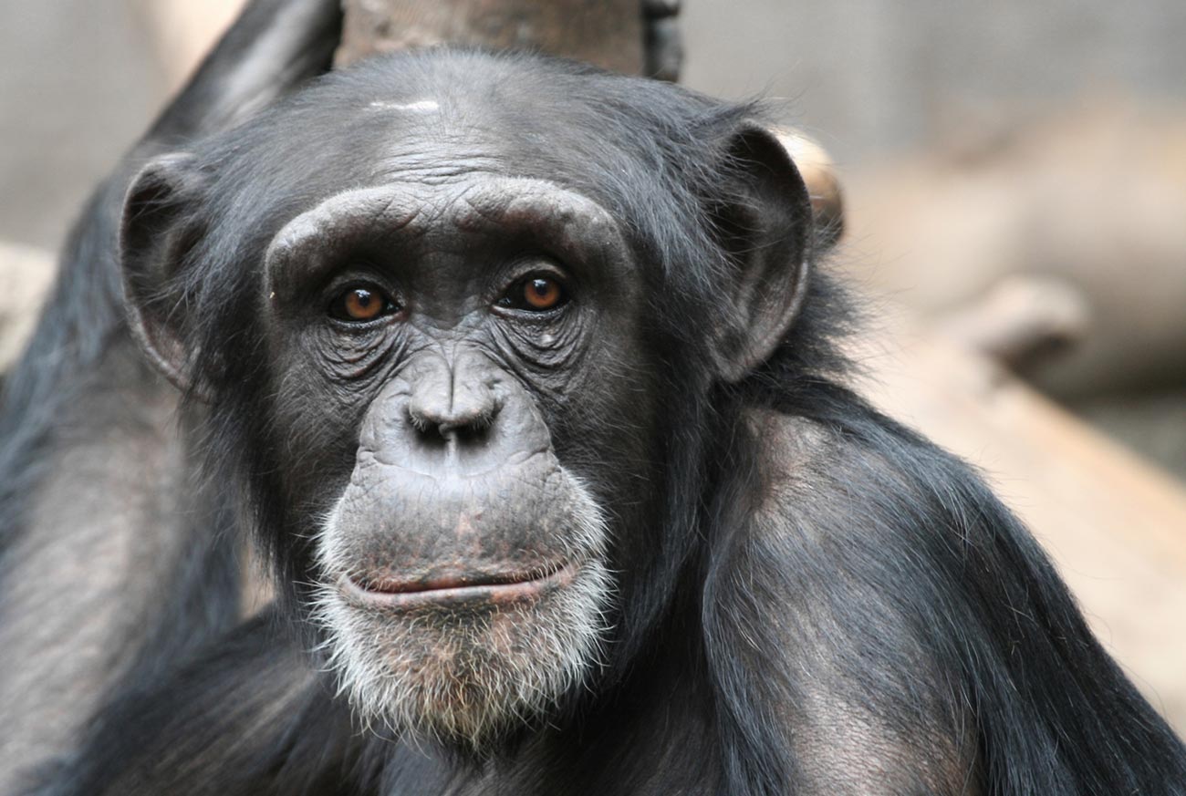Шимпанзе портрет