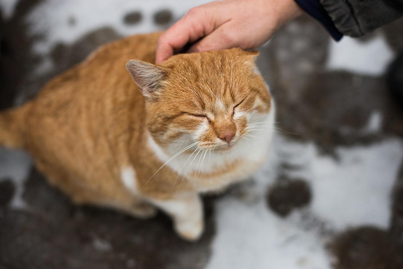 Кроме кошек. Рыжий кот мурлычет. Гладить рыжую кошку. Гладят рыжего кота. Рыжая кошка мурлыкает.