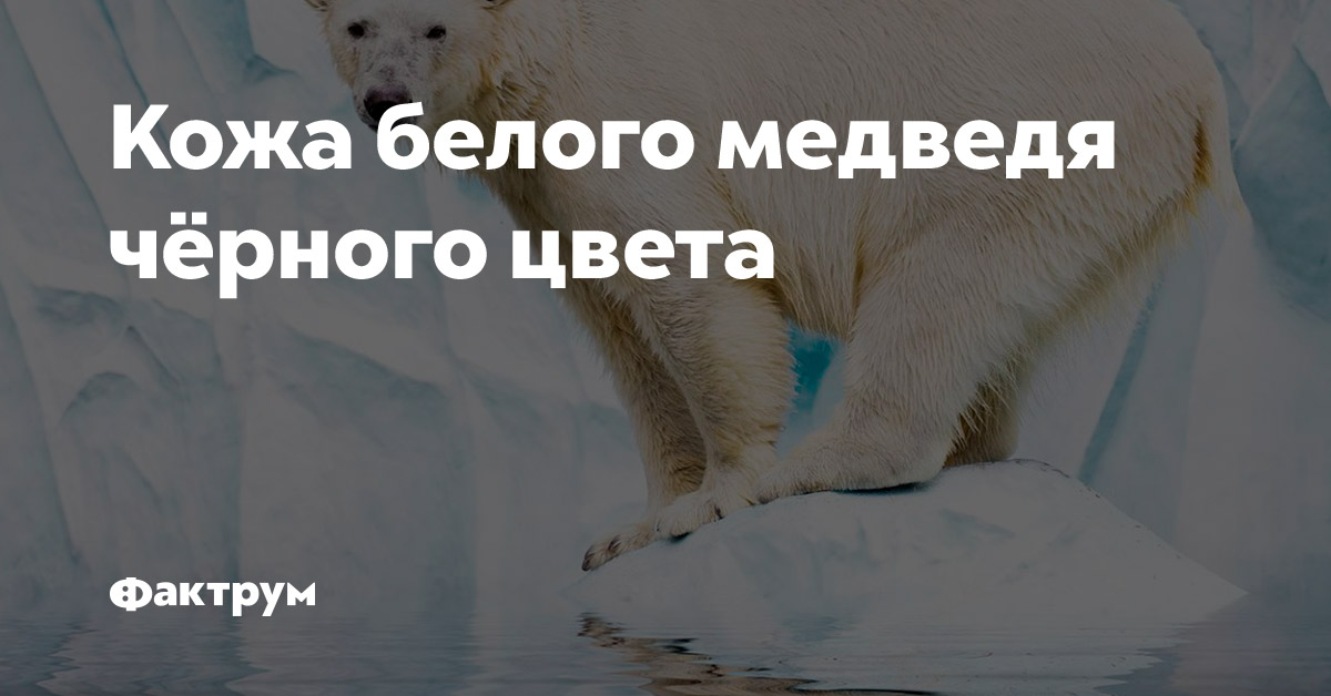 GISMETEO: Вы знаете, какого цвета белый медведь на самом деле? - Животные | Новости погоды.