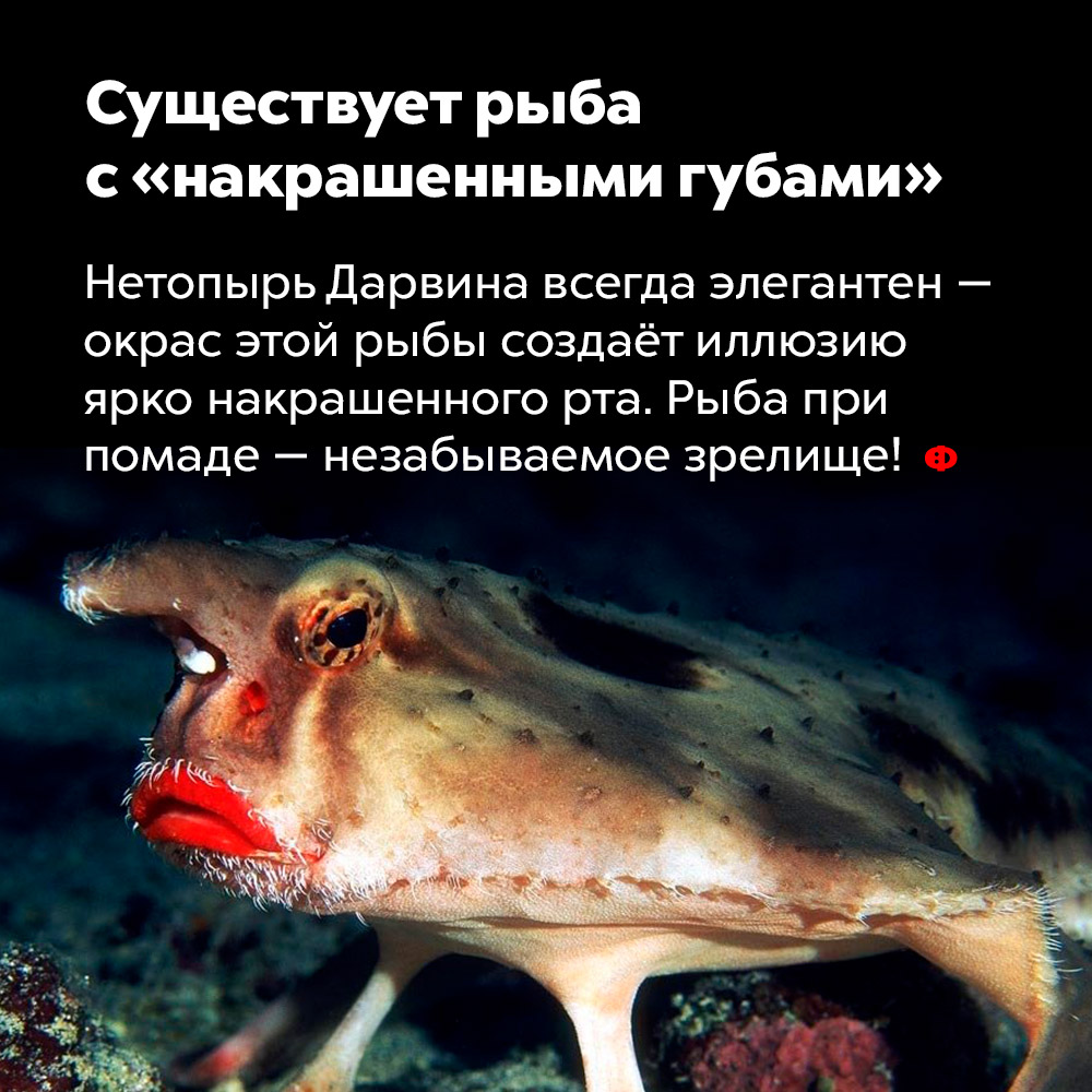 Видимое не есть существующее. Нетопырь короткорылый рыба. Морской нетопырь. Нетопырь короткорылый рыба с красными губами.