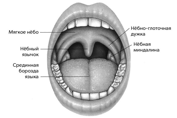 Где находятся миндалины фото