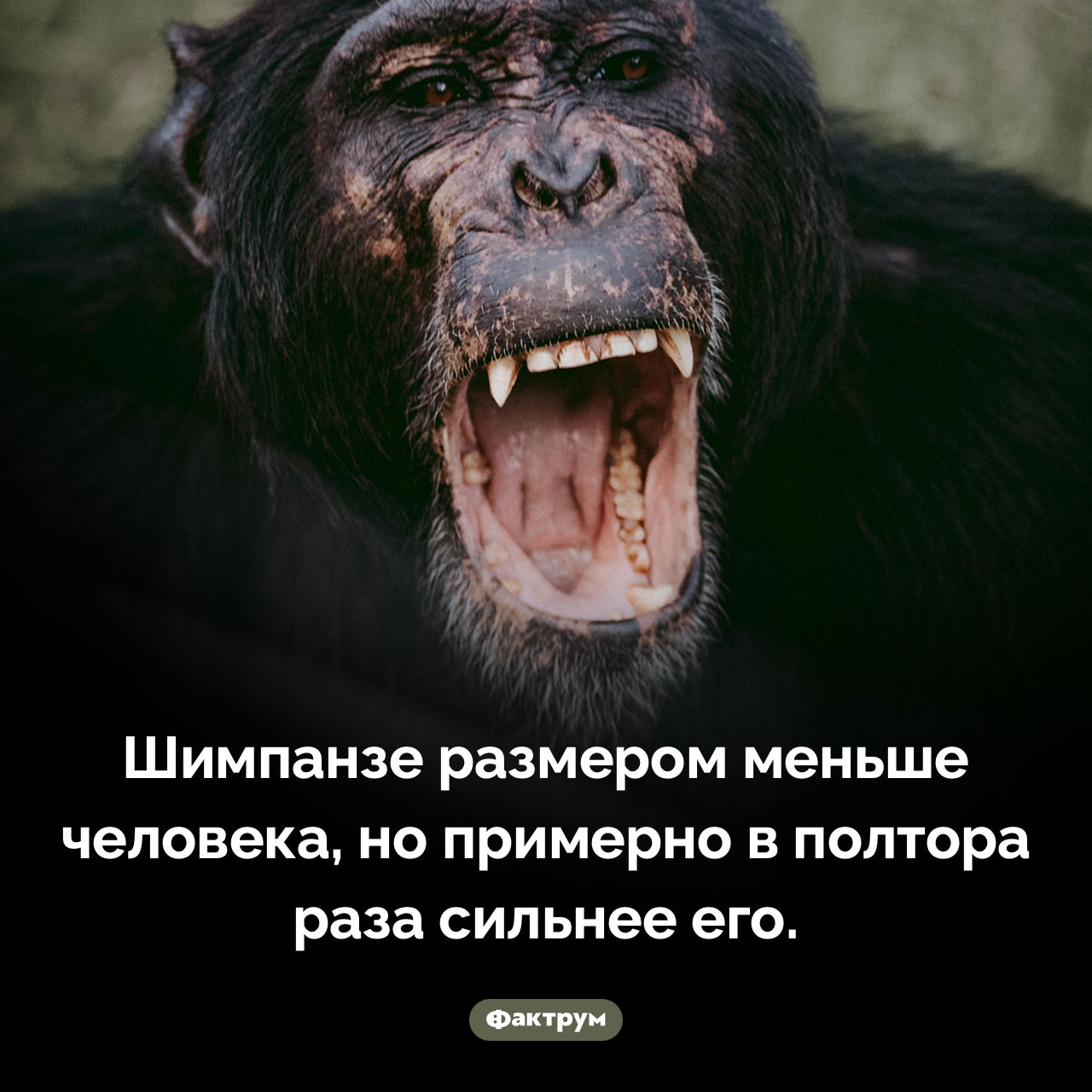 Сила шимпанзе
