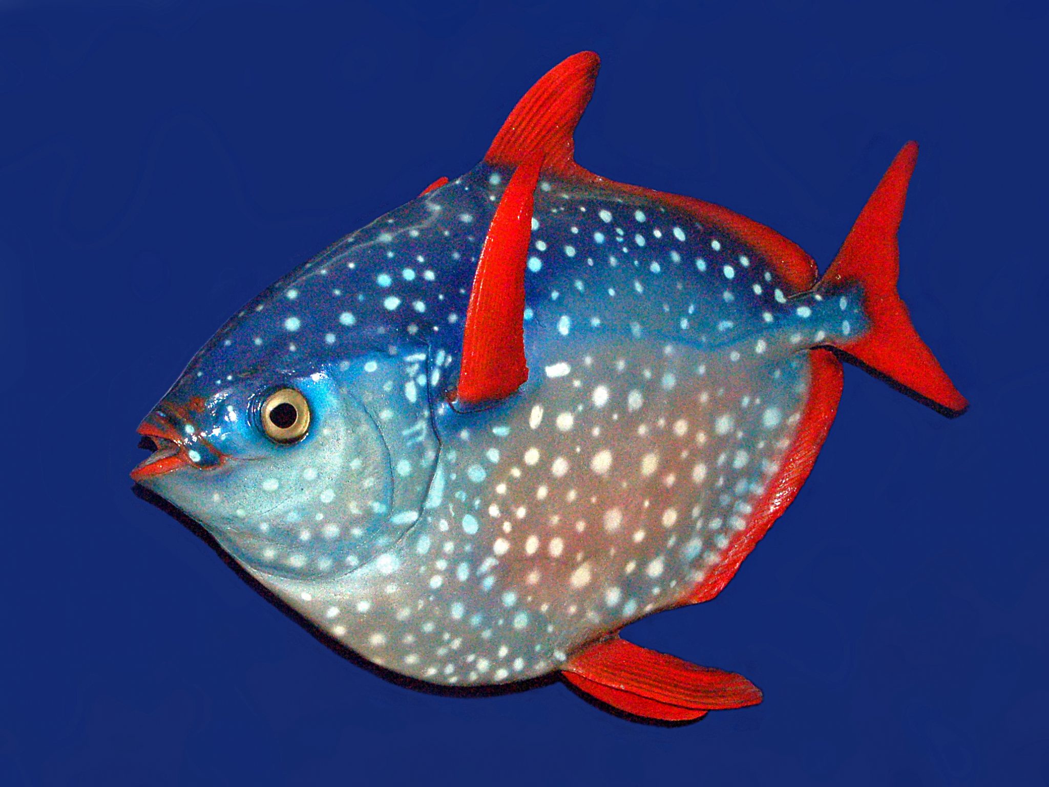 рыбы фото википедия