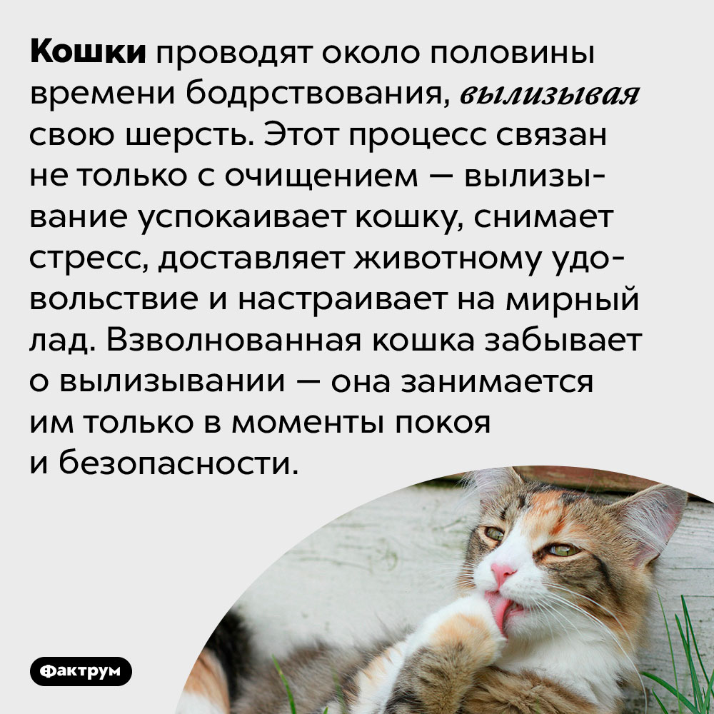 Презентация дрессировка кошек