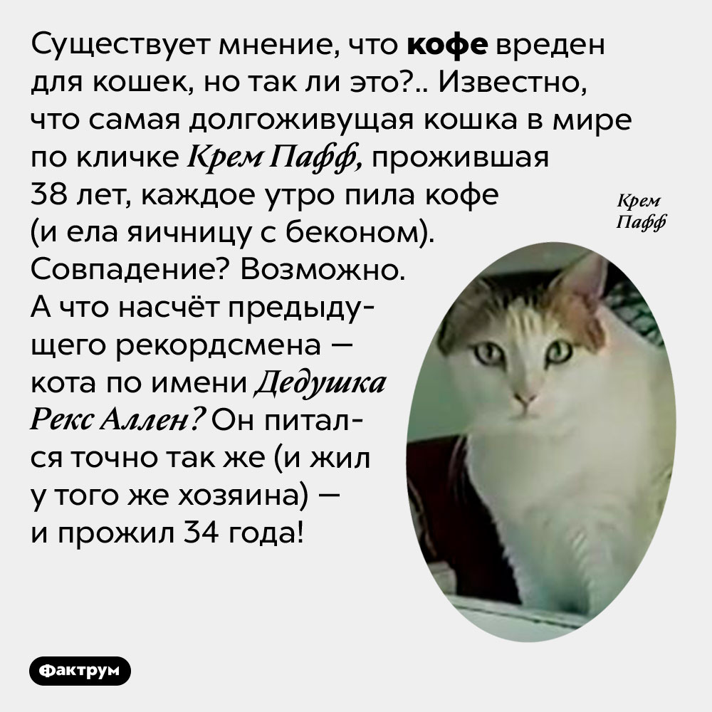 Старая кошка фото