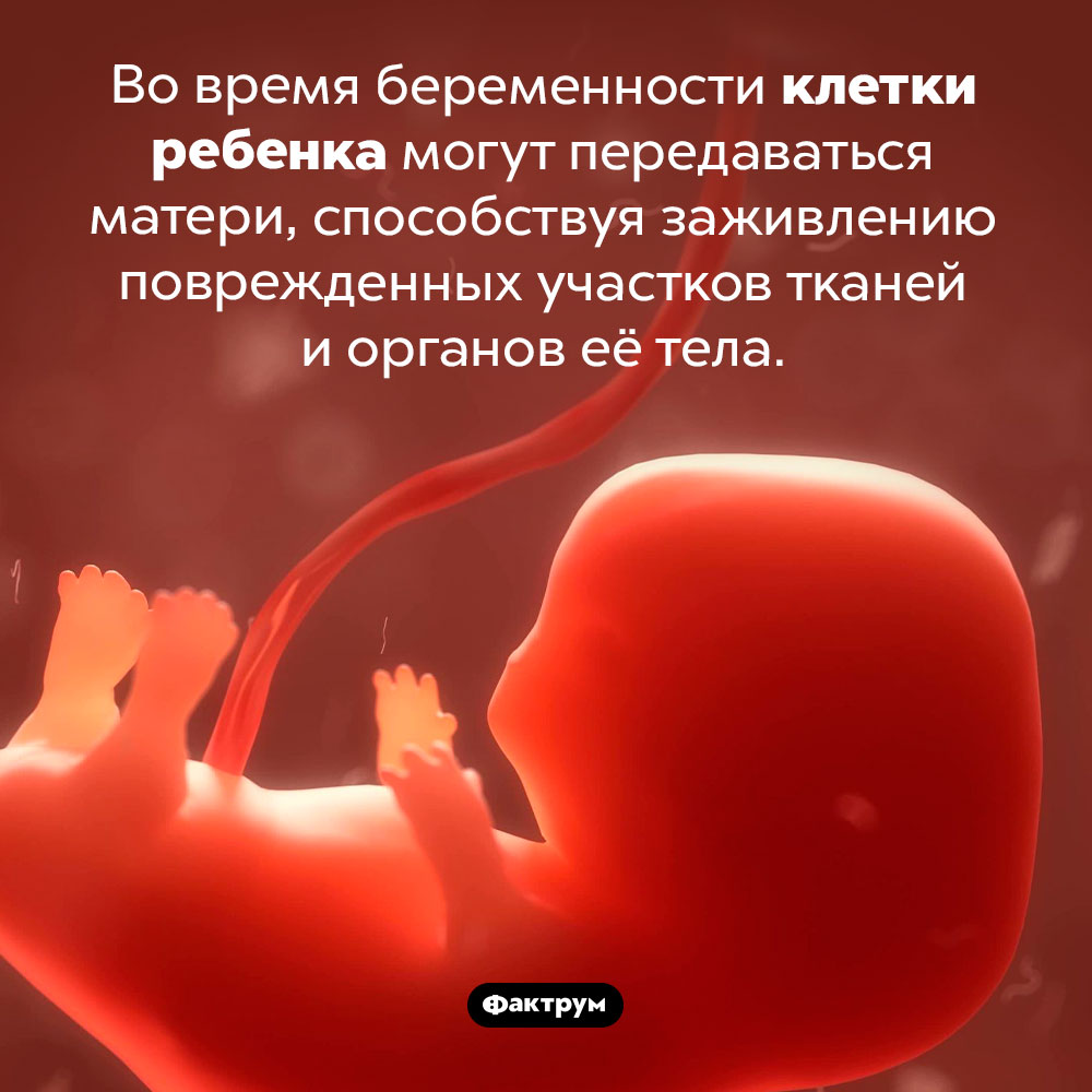 Как выглядит ребенок в 8 недель беременности фото в утробе матери