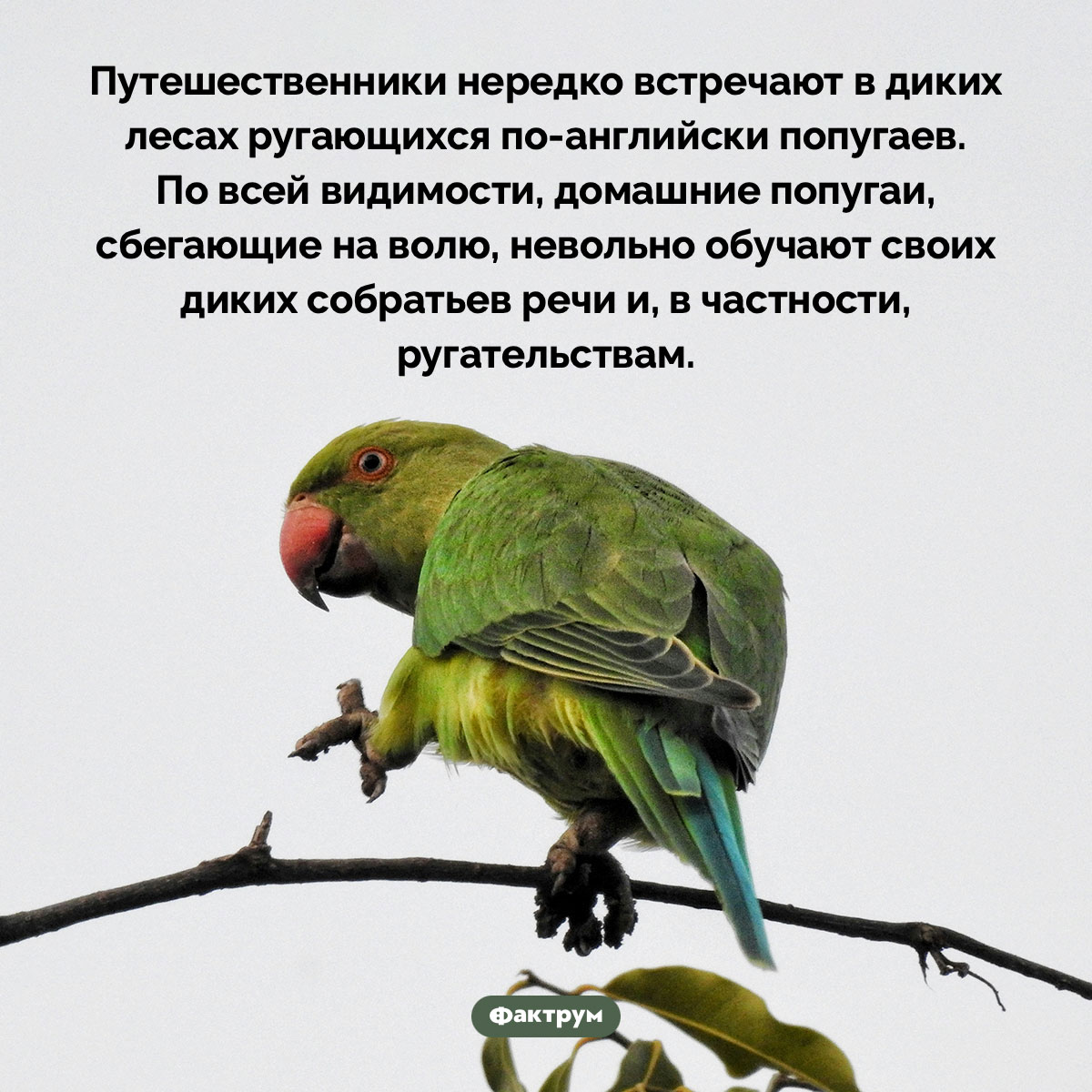 Дикие попугаи порой ругаются по-английски. Путешественники нередко встречают в диких лесах ругающихся по-английски попугаев. По всей видимости, домашние попугаи, сбегающие на волю, невольно обучают своих диких собратьев речи и, в частности, ругательствам.