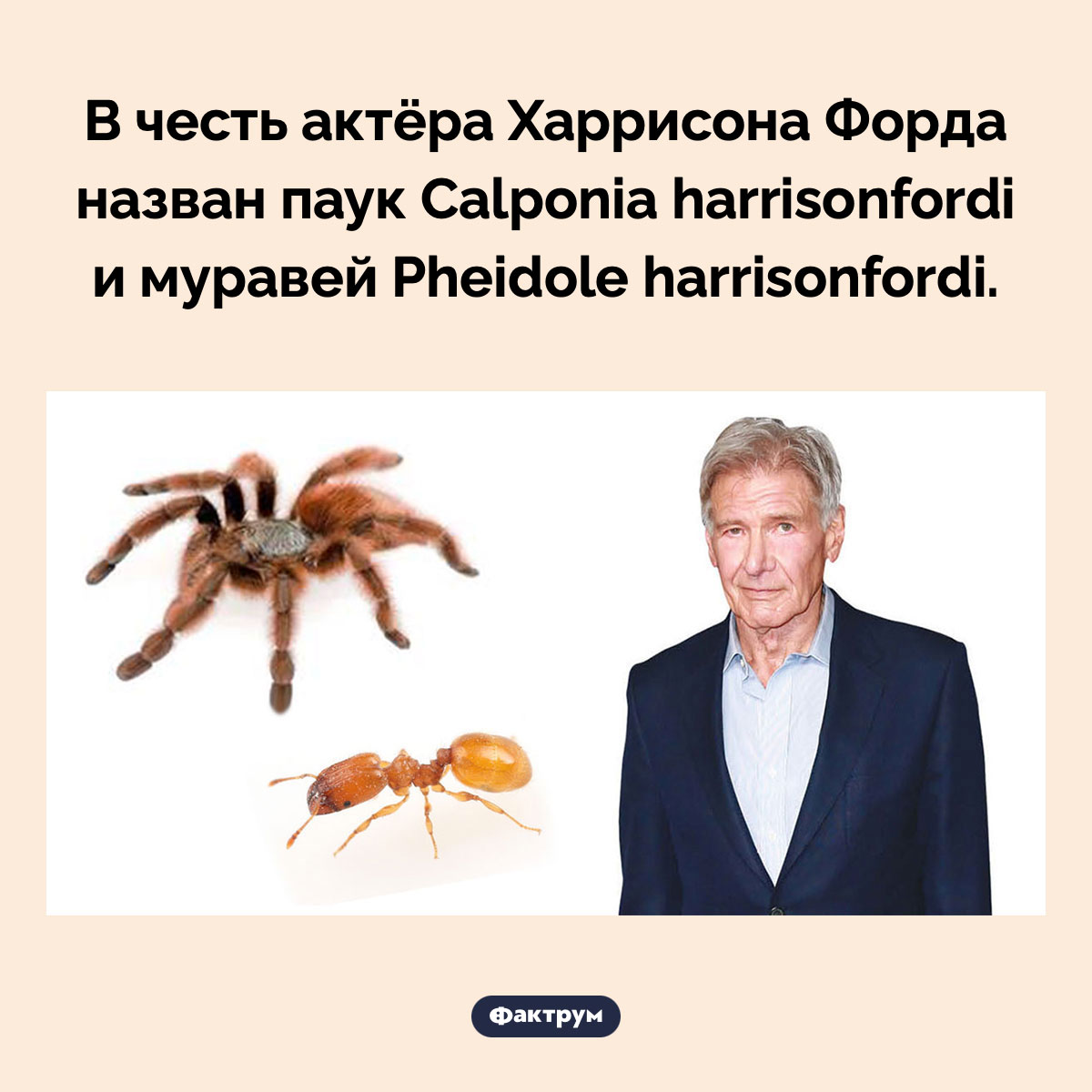 Паук-Харрисон Форд. В честь актёра Харрисона Форда назван паук Calponia harrisonfordi и муравей Pheidole harrisonfordi.