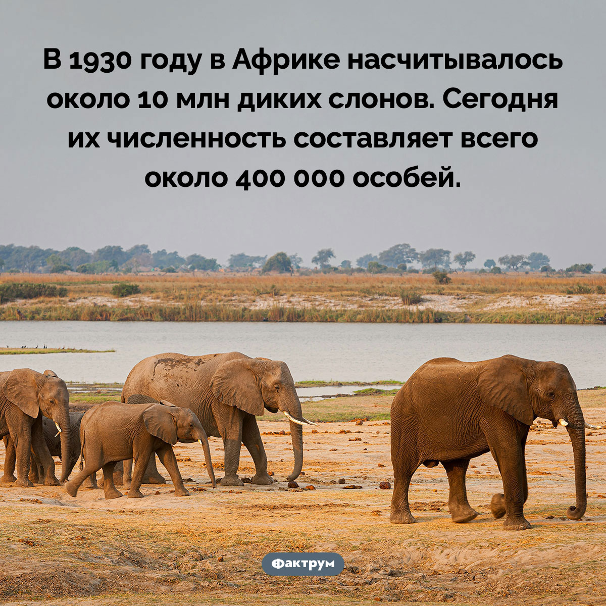 За последние сто лет популяция африканских слонов сильно сократилась. В 1930 году в Африке насчитывалось около 10 млн диких слонов. Сегодня их численность составляет всего около 400 000 особей.