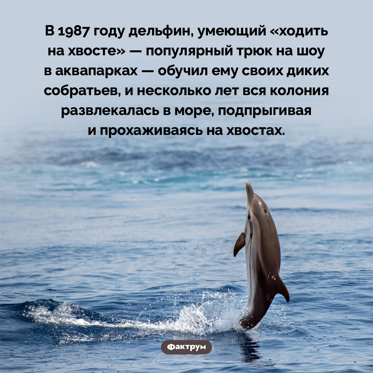 Дельфин может научить других дельфинов цирковым трюкам. В 1987 году дельфин, умеющий «ходить на хвосте» — популярный трюк на шоу в аквапарках — обучил ему своих диких собратьев, и несколько лет вся колония развлекалась в море, подпрыгивая и прохаживаясь на хвостах.