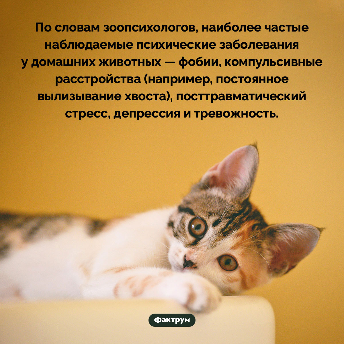 Домашние животные могут страдать от фобий, депрессии и тревожности. По словам зоопсихологов, наиболее частые наблюдаемые психические заболевания у домашних животных — фобии, компульсивные расстройства (например, постоянное вылизывание хвоста), посттравматический стресс, депрессия и тревожность.