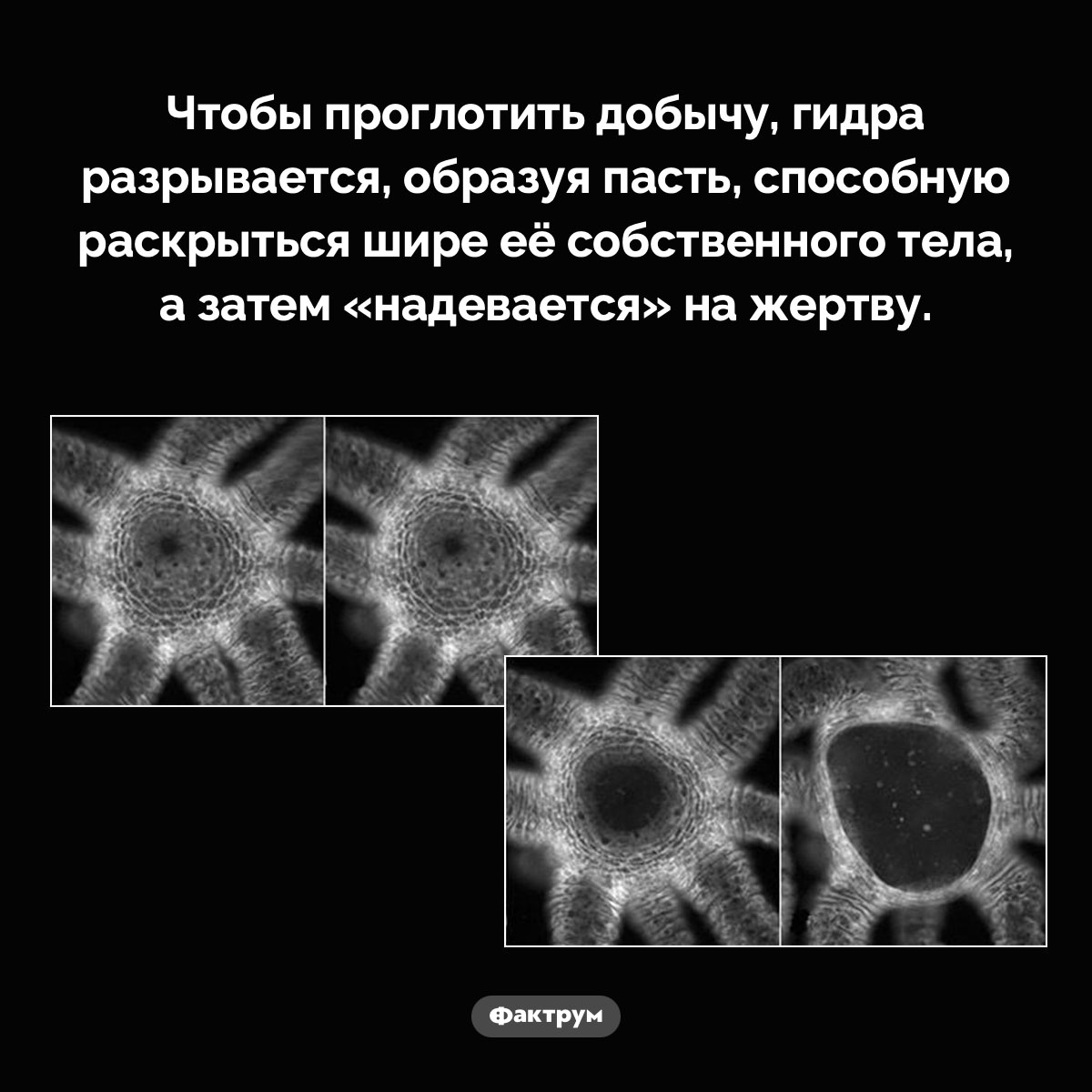 Пасть гидры. Чтобы проглотить добычу, гидра разрывается, образуя пасть, способную раскрыться шире её собственного тела, а затем «надевается» на жертву.