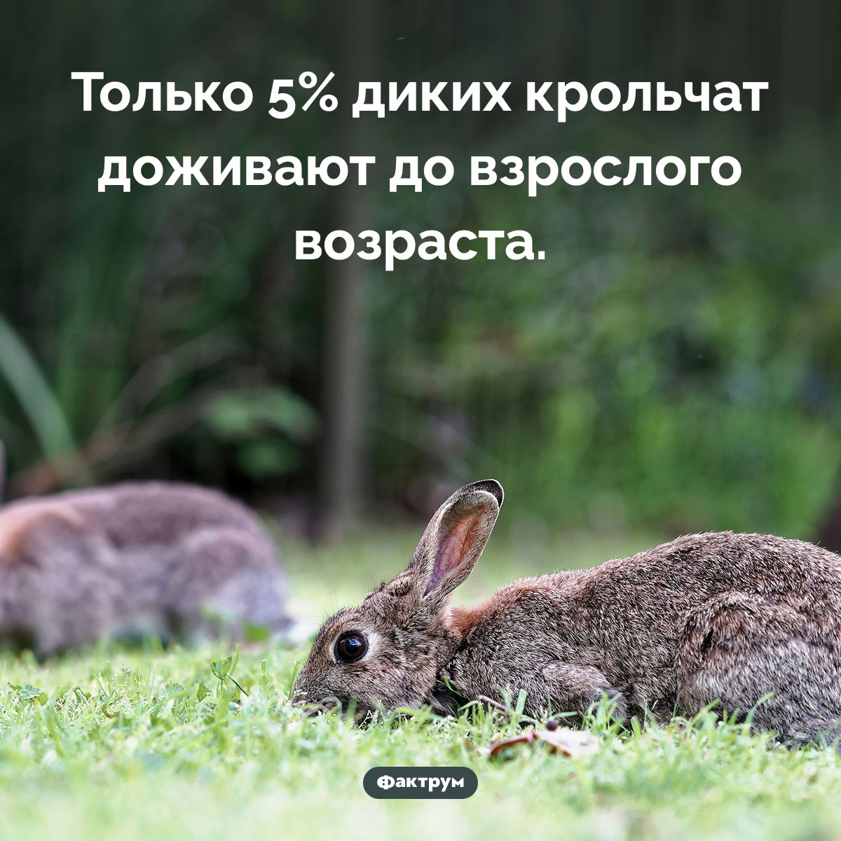 Почти все дикие крольчата погибают. Только 5% диких крольчат доживают до взрослого возраста.