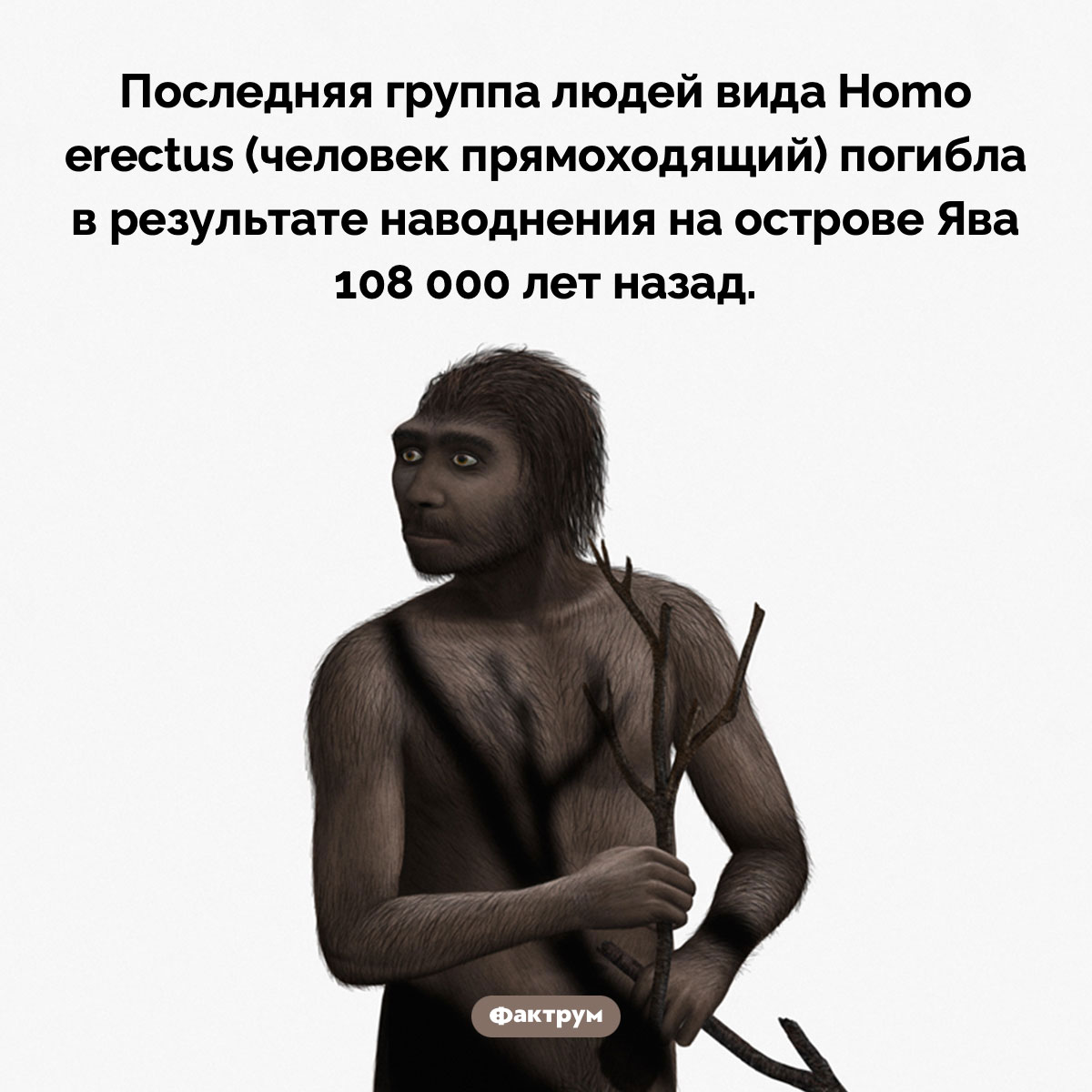 Последние homo erectus. Последняя группа людей вида Homo erectus (человек прямоходящий) погибла в результате наводнения на острове Ява 108 000 лет назад.