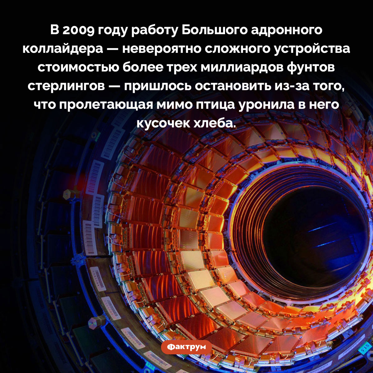 Птица чуть не сломала Большой адронный коллайдер. В 2009 году работу Большого адронного коллайдера — невероятно сложного устройства стоимостью более трех миллиардов фунтов стерлингов — пришлось остановить из-за того, что пролетающая мимо птица уронила в него кусочек хлеба.