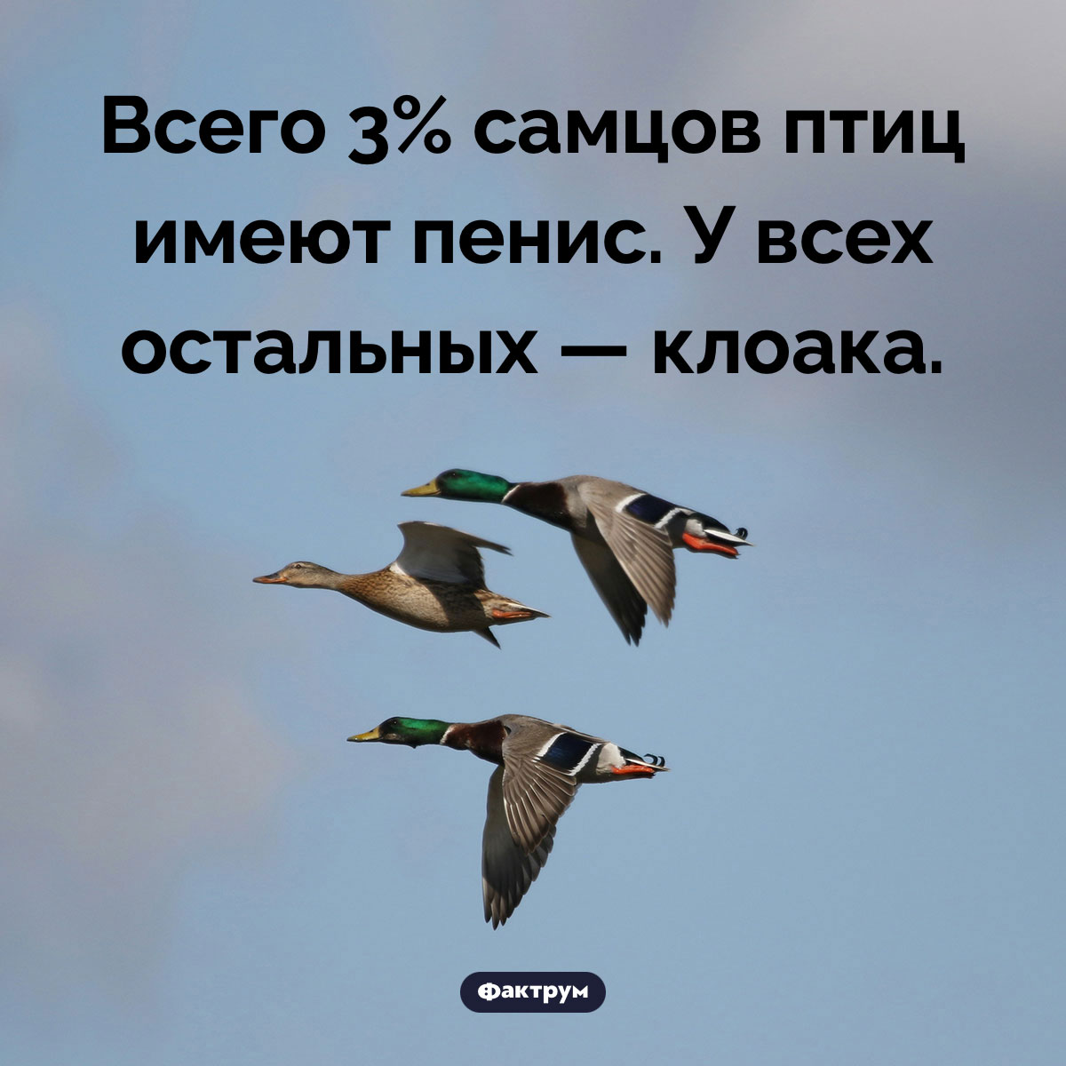 97% самцов птиц не имеют пениса. Всего 3% самцов птиц имеют пенис. У всех остальных — клоака.