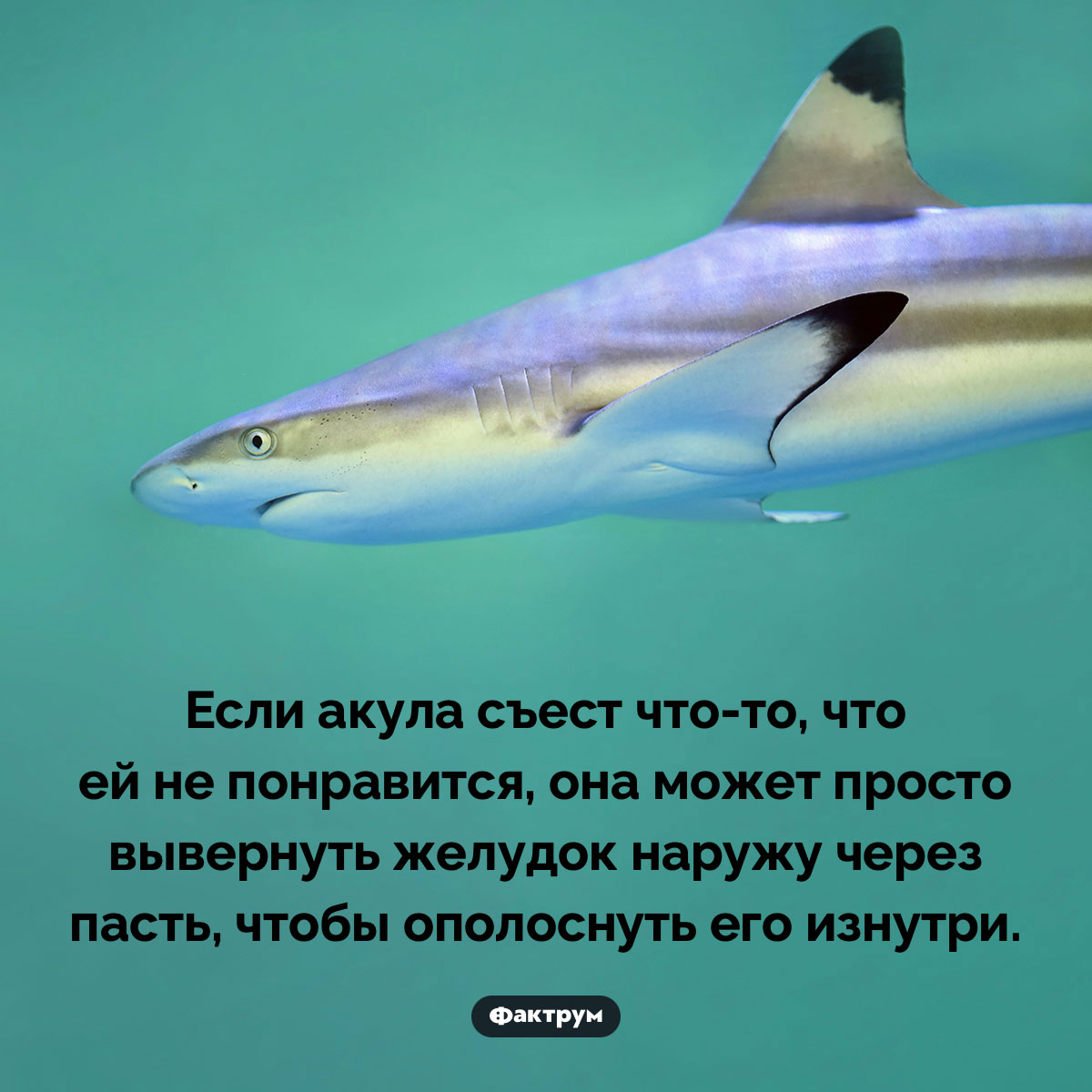 Акула способна вывернуть желудок наружу. Если акула съест что-то, что ей не понравится, она может просто вывернуть желудок наружу через пасть, чтобы ополоснуть его изнутри.