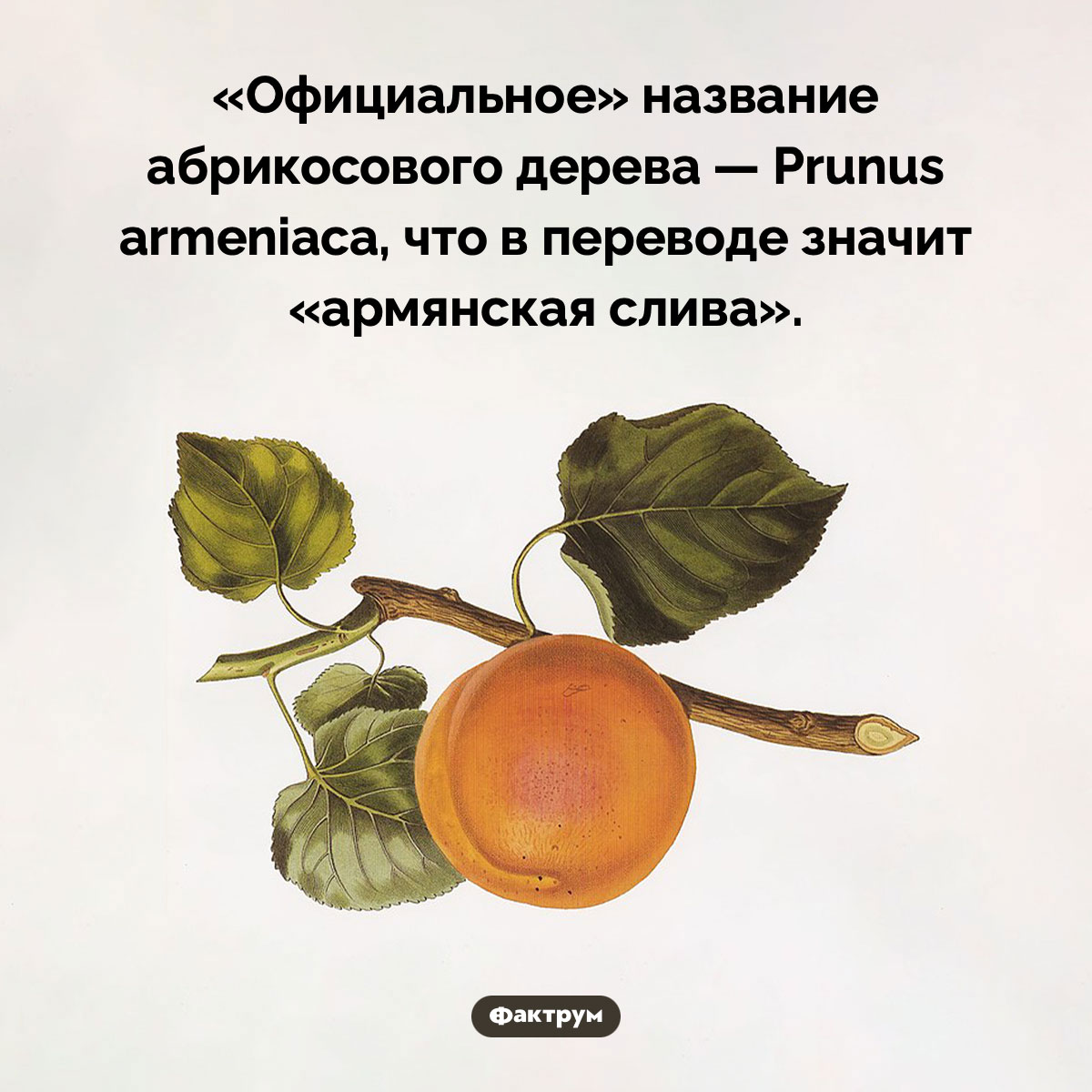 Армянская слива. «Официальное» название абрикосового дерева — Prunus armeniaca, что в переводе значит «армянская слива».