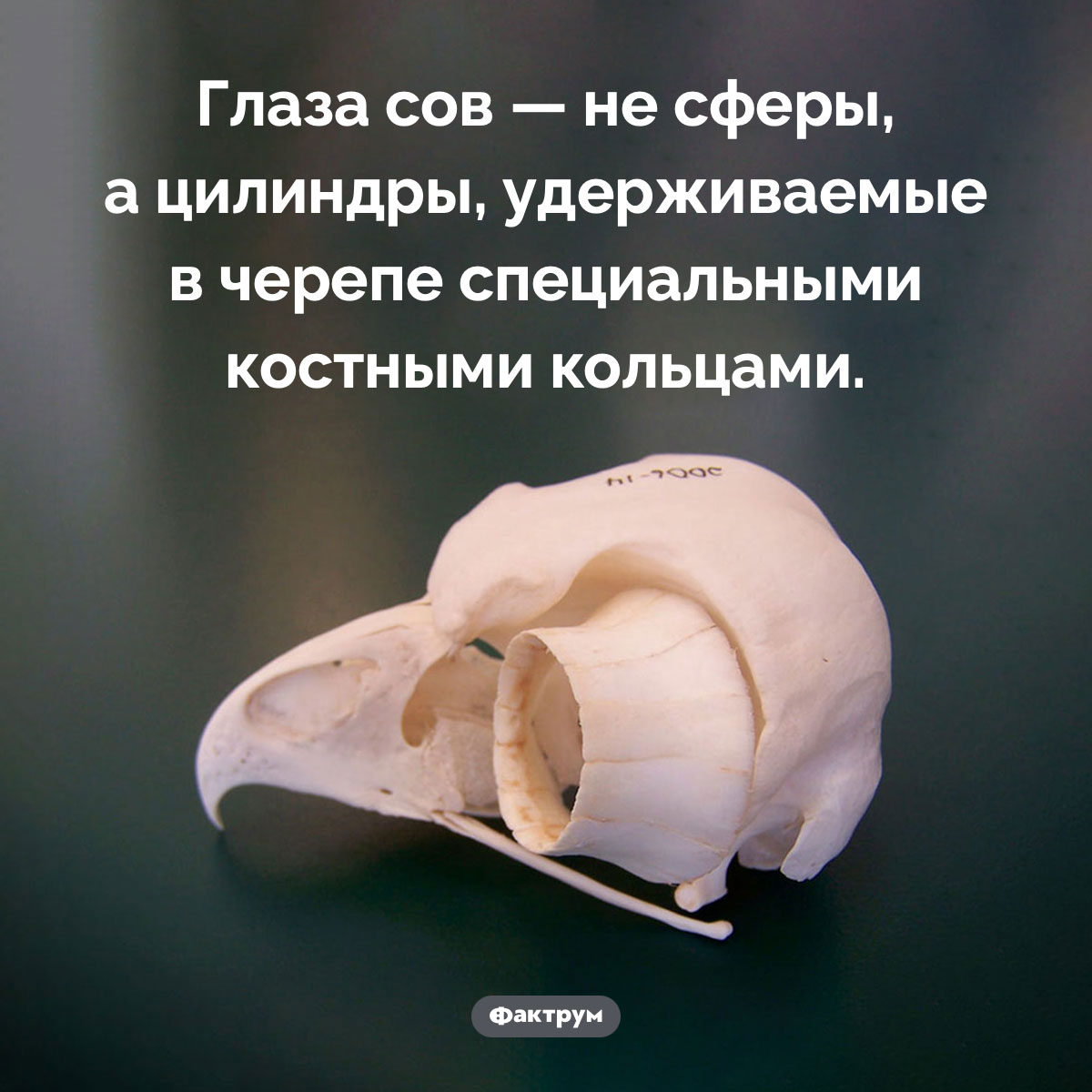 Цилиндрические глаза сов. Глаза сов — не сферы, а цилиндры, удерживаемые в черепе специальными костными кольцами.