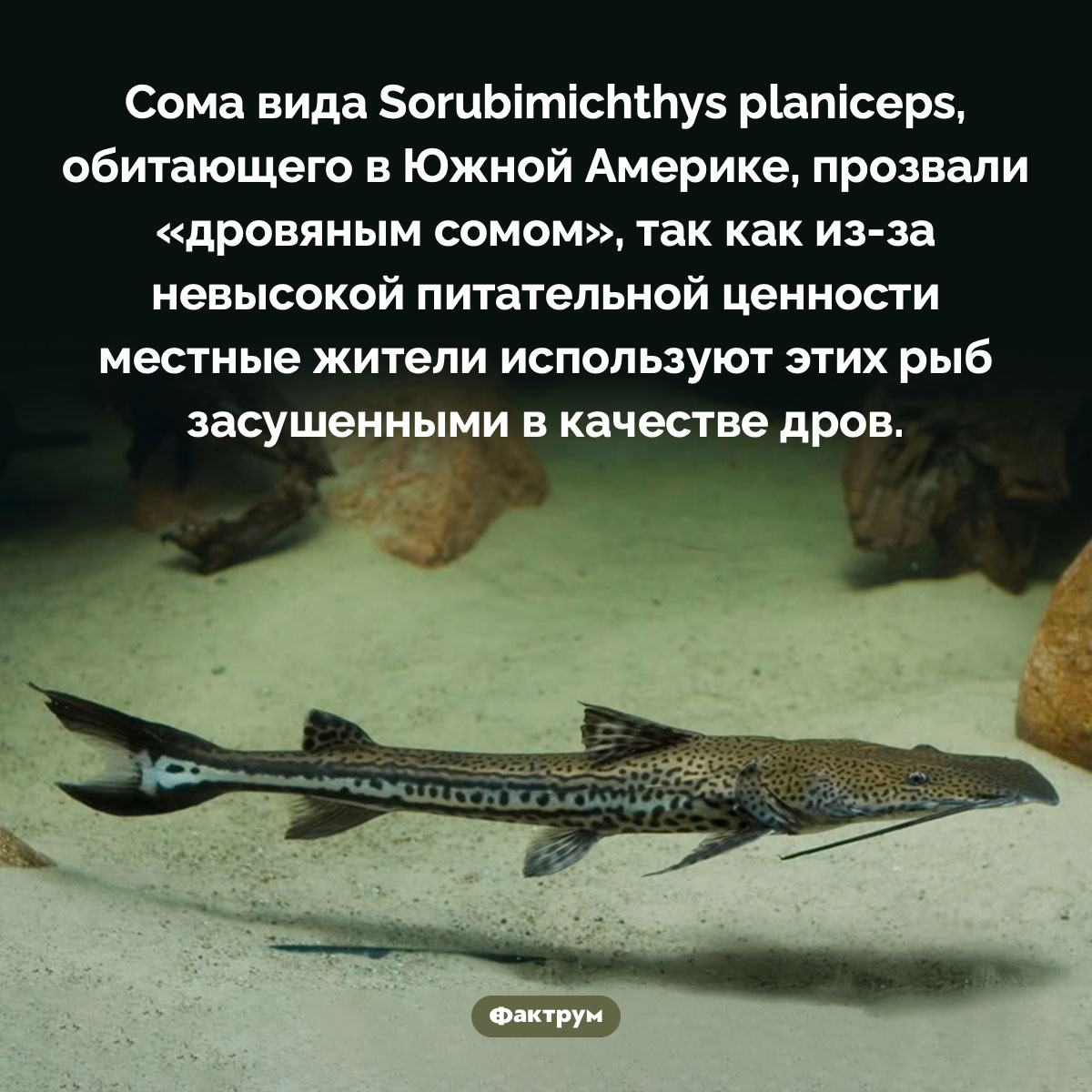 Дровяные сомы. Сома вида Sorubimichthys planiceps, обитающего в Южной Америке, прозвали «дровяным сомом», так как из-за невысокой питательной ценности местные жители используют этих рыб засушенными в качестве дров.