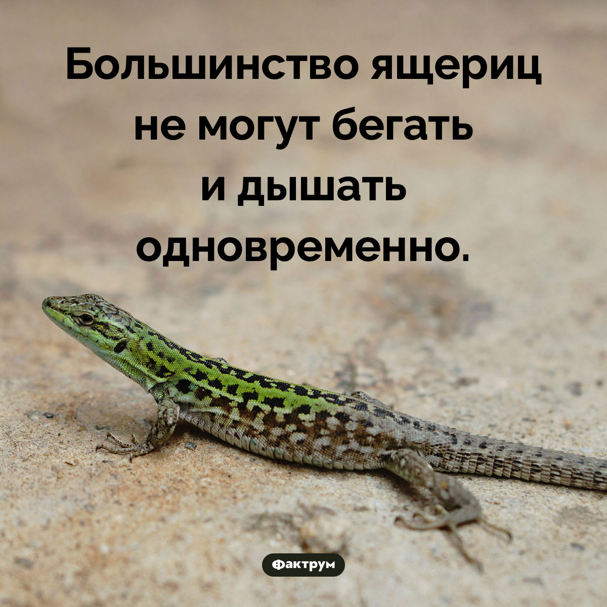 Дыхание ящериц. Большинство ящериц не могут бегать и дышать одновременно.