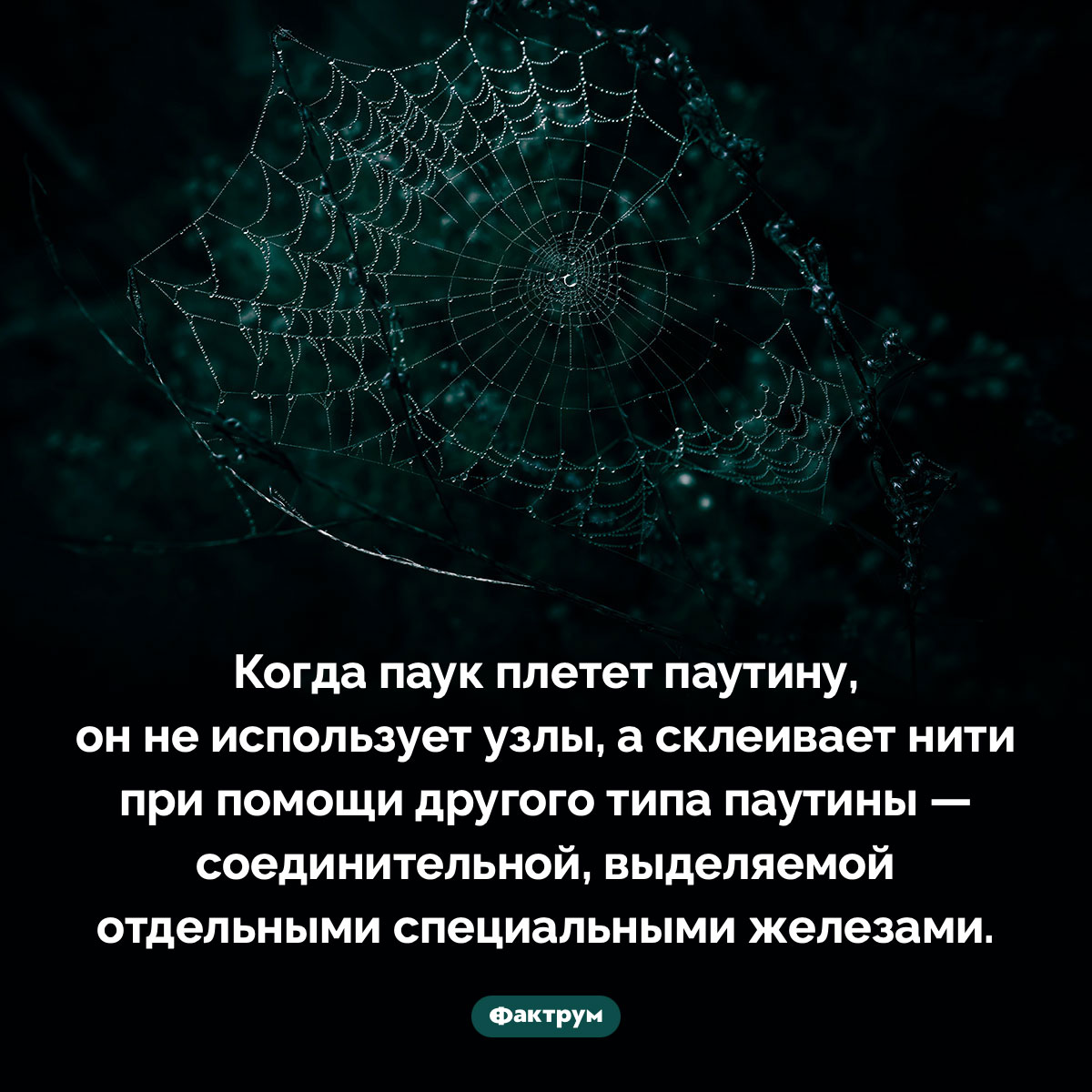 Как паук, скрепляющий свою паутину. Когда паук плетет паутину, он не использует узлы, а склеивает нити с помощью другого вида паутины — соединительной, скрытой отдельными специальными железами.