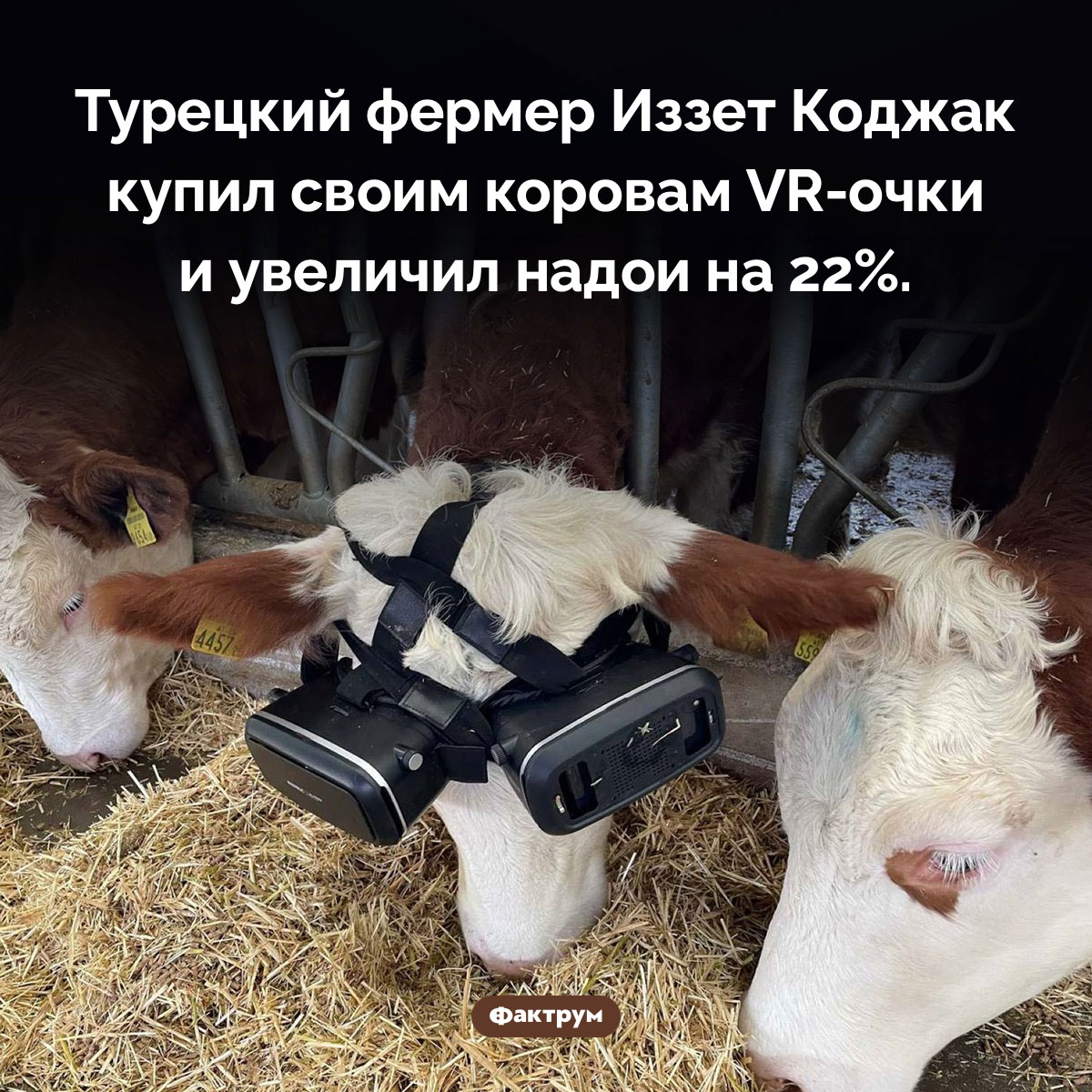 Коровы и VR-очки. Турецкий фермер Иззет Коджак купил своим коровам VR-очки и увеличил надои на 22%.