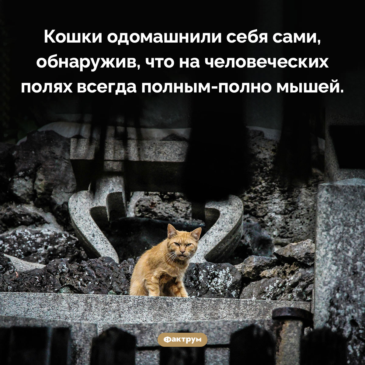 Кошки самоодомашнились. Кошки одомашнили себя сами, обнаружив, что на человеческих полях всегда полным-полно мышей.