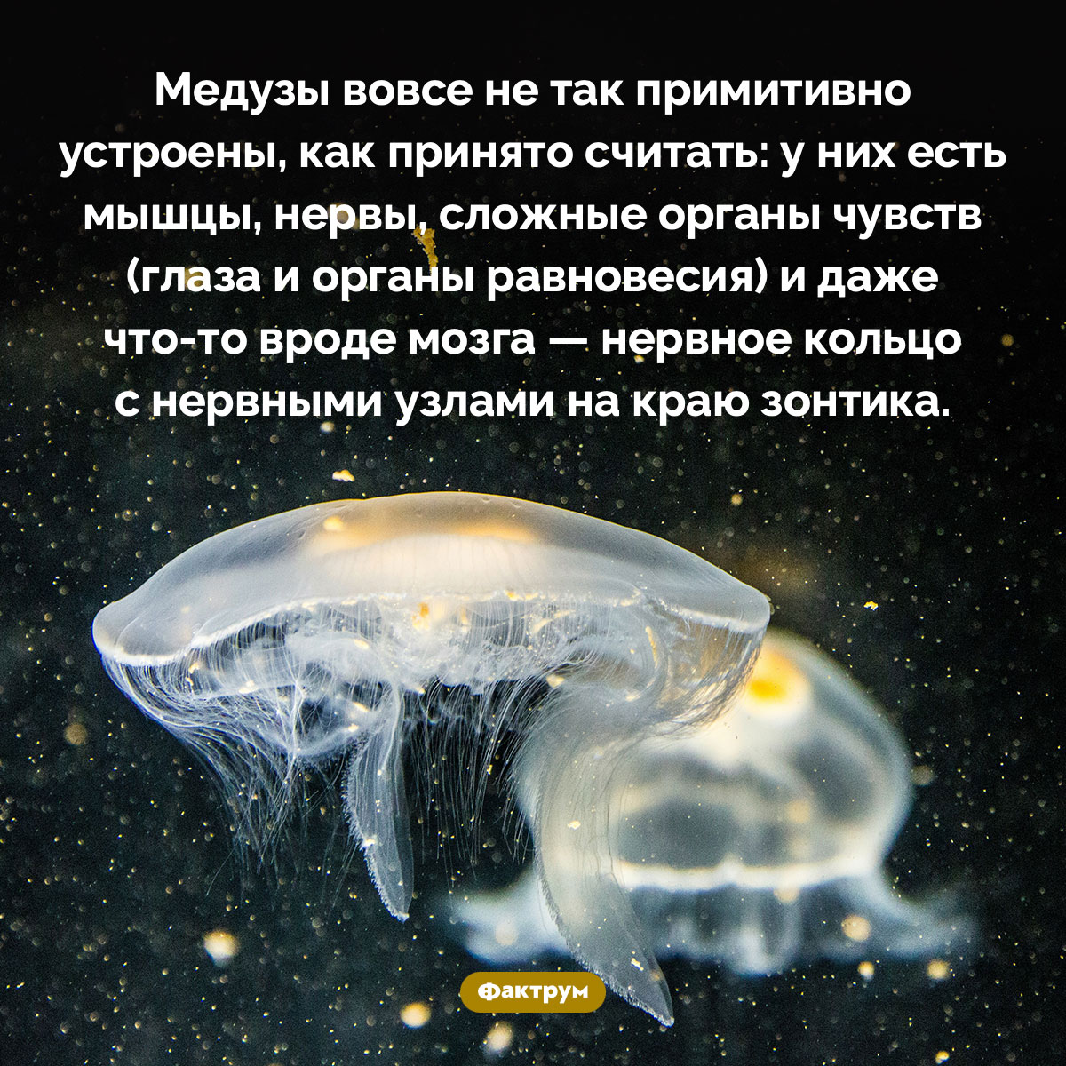 Медузы не так просты. Медузы вовсе не так примитивно устроены, как принято считать: у них есть мышцы, нервы, сложные органы чувств (глаза и органы равновесия) и даже что-то вроде мозга — нервное кольцо с нервными узлами на краю зонтика.