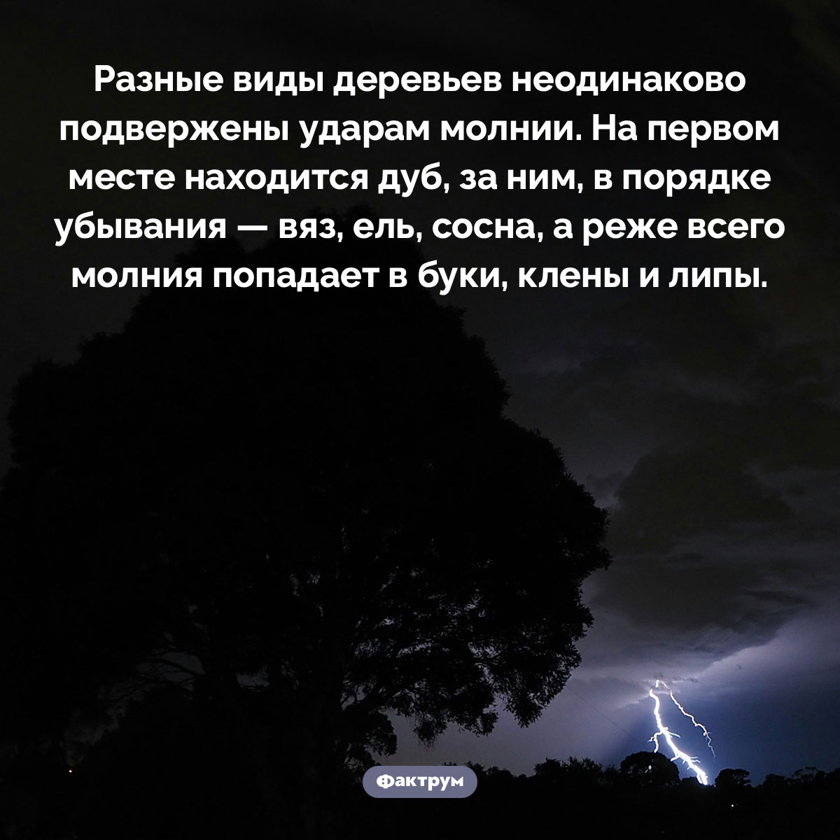 Молния бьет с разной частотой в разные деревья. Разные виды деревьев неодинаково подвержены ударам молнии. На первом месте находится дуб, за ним, в порядке убывания — вяз, ель, сосна, а реже всего молния попадает в буки, клены и липы.дает в буки, клены и липы.