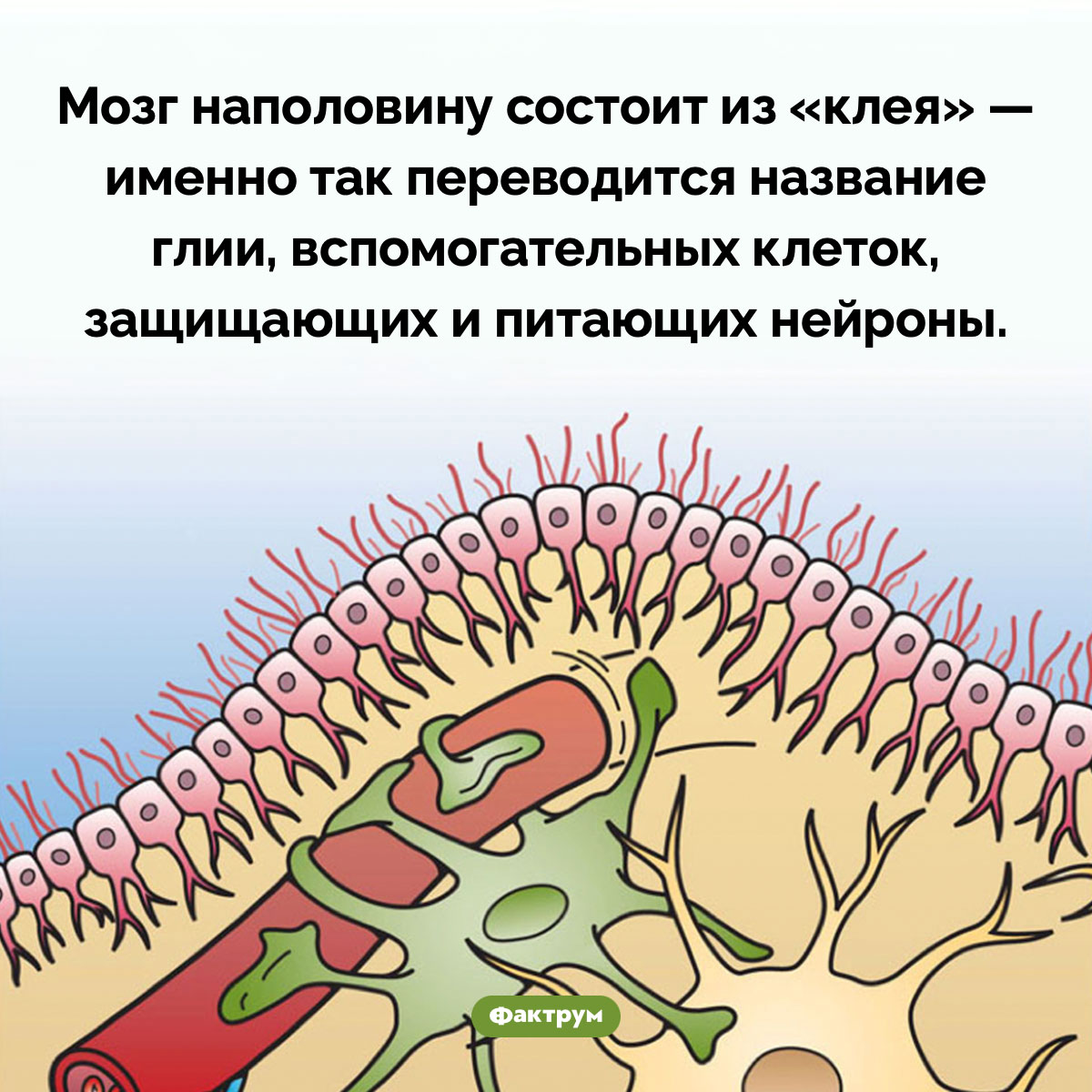 Мозг наполовину состоит из 